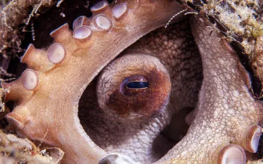 octopus-in-the-round_edit.jpg.webp
