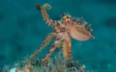 octopus-shutterstock-sam-robertshaw.jpg.webp