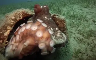 octopus_egypt.png.webp