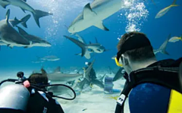 one_big_adventure_.jpg.webp