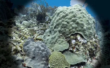 orbicella-corals.jpg.webp
