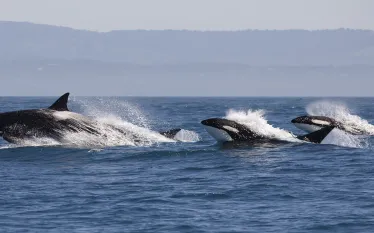 orcas-shutterstock-tory-kallman-web-hero.jpg.webp