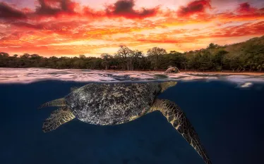 over_under_photo_gallery__contest_teaser_gabriel_barathieu_.jpg.webp