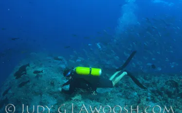palau.current_copy.jpg.webp