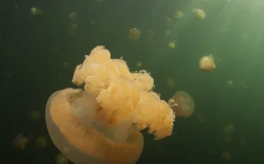 palau.jpg.webp