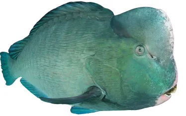 parrotfish-.jpg.webp