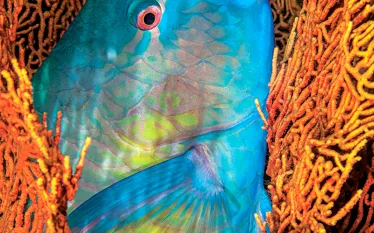 parrotfish-gabriel-barathieu.jpg.webp