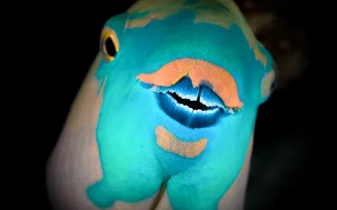 parrotfish__.jpg.webp