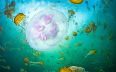 patrickwebster_oceanoddities_may__edit.jpg.webp