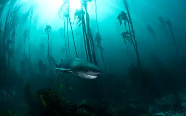 photographer-spotlight-tracey-jennings-sevengill-shark-teaser.jpg.webp