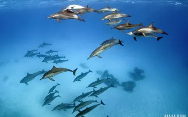photographer_spotlight_vania_kam_dolphins.jpg.webp