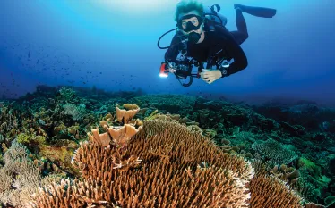 photographers-toolbox-diver-with-tray-and-handle-shutterstock-richard-whitcombe.jpg.webp