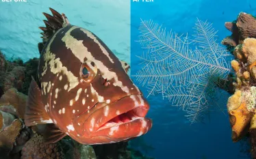 photoshop-how-to-change-water-color-underwater.jpg.webp