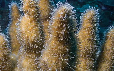 pillar-coral.jpg.webp