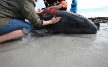 pilot-whale.jpg.webp