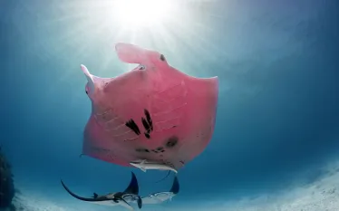 pink-manta-kristian-laine_.jpg.webp
