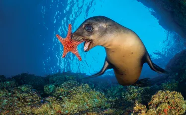 playful-sea-lion-pup-alex-mustard.jpg.webp