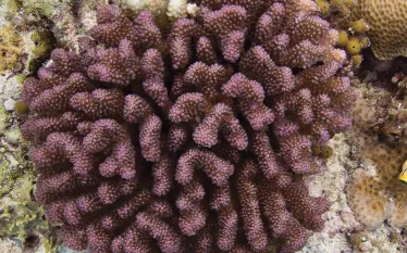 pocillopora.jpg.webp