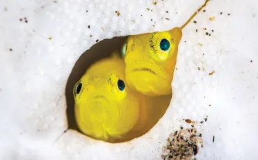 posing_fish_teaser_.png.webp