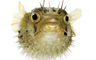 pufferfish_thumb.jpg.webp