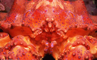 puget-sound-king-crab-brandon-cole.jpg.webp
