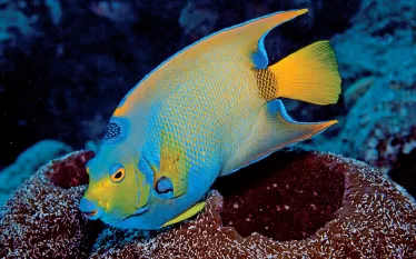queen-angelfish.jpg.webp