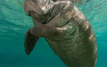 readers-choice--florida-springs-manatee.jpg.webp