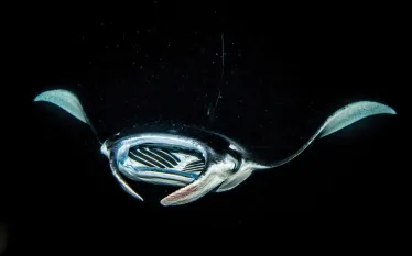 readers-choice--manta-night-dive-shutterstock-.jpg.webp