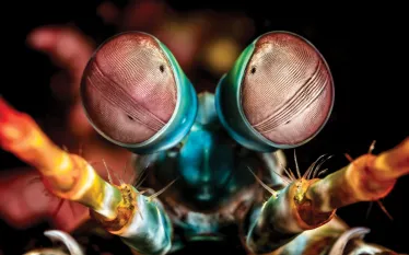 readers-choice-indonesia-macro-tobias-friedrich-teaser.jpg.webp