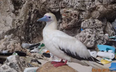 red-footed-booby-christmas-island-csiro-britta-denise-hardesty.jpg.webp