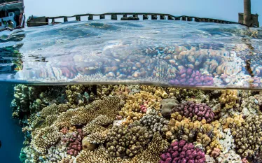 red-sea-.jpg.webp