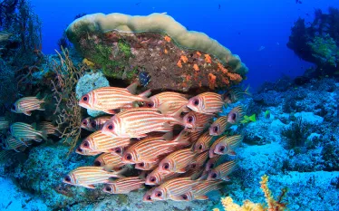 red-soldierfish-raja-ampat-indonesia-shutterstock-sergeuwphoto.png.webp