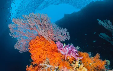 reef-scape-alex-mustard.jpg.webp
