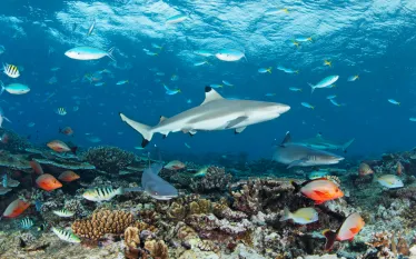 reefshark.brandoncole.scubadivingmag.june.jpg.webp