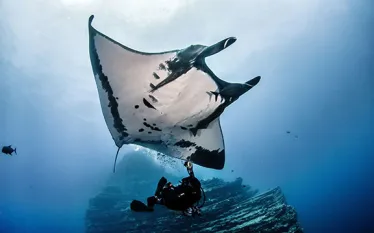 revillagigedos-manta_shutterstock_.jpg.webp