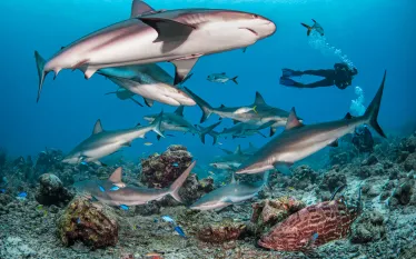 roatan-shark-dive.scubadivingmagaizne.november.jpg.webp