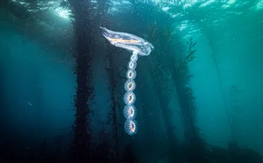 salps-_edit.jpg.webp