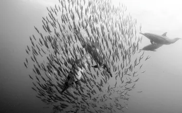 sardine_run_marlin_teaser_image_daniel_botelho_.jpg.webp