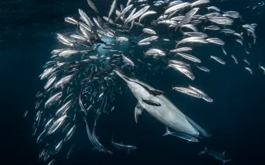 sardinerunSA.jpg.webp