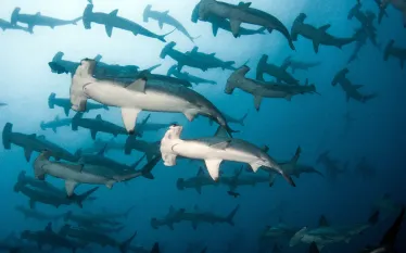 scalloped_hammerheads-teaser_.png.webp