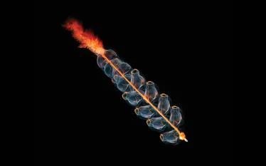 scd-currents-siphonophore-opener-teaser.jpg.webp