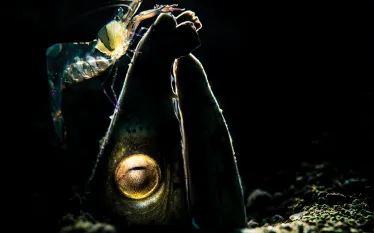 scd_snake-eel-and-shrimp-x.jpg.webp