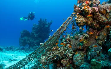 scd_divetip.jpg.webp