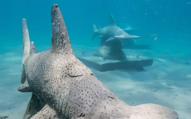 scd_currsharkstatues.jpg.webp