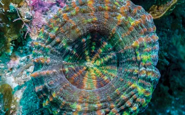 scolymia-lacera-.jpg.webp