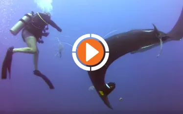 scu-mnta-rescue-video-underwater-thumb.jpg.webp