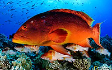 scu-pitcairn_thumbnail.jpg.webp