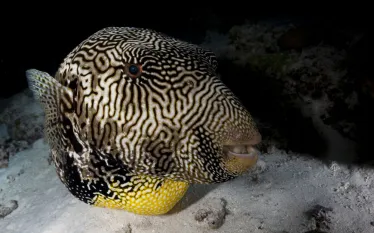 scu-pufferfish-night-shutterstock_.jpg.webp