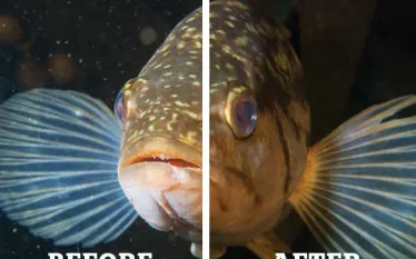 scu-remove-backscatter-before-after-teaser.jpg.webp