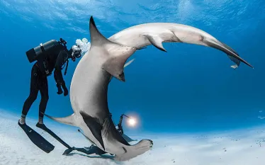 scu-shark-feature-icon.jpg.webp